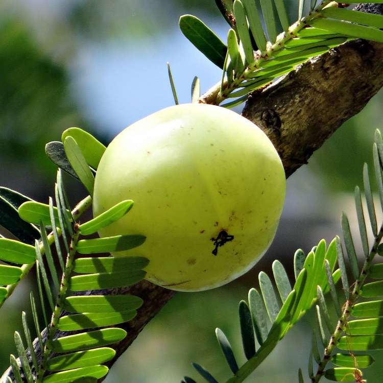 Immunity from your troubles with Amla